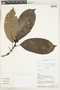 Psychotria cuatrecasasii (Standl. ex Steyerm.) C. M. Taylor, Ecuador, W. A. Palacios 5126, F