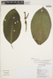 Palicourea graciliflora Standl., Ecuador, V. Campos 38, F
