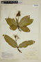Palicourea rigida Kunth, Colombia, O. L. Haught 2744, F