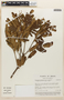 Macrolobium flexuosum Spruce ex Benth., Brazil, J. L. Zarucchi 2854, F