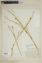 Carex scoparia Schkuhr ex Willd., U.S.A., E. F. Shipman, F