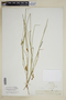 Carex suberecta (Olney) Britton, U.S.A., J. Wolf, F
