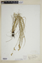 Carex suberecta (Olney) Britton, U.S.A., F. E. McDonald, F
