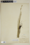 Carex tenera Dewey var. tenera, U.S.A., R. Bebb 274, F
