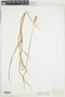 Carex tribuloides Wahlenb. var. tribuloides, U.S.A., S. B. Mead, F