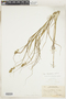 Carex tribuloides Wahlenb. var. tribuloides, U.S.A., R. Bebb 963, F