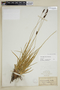 Carex scabriuscula image