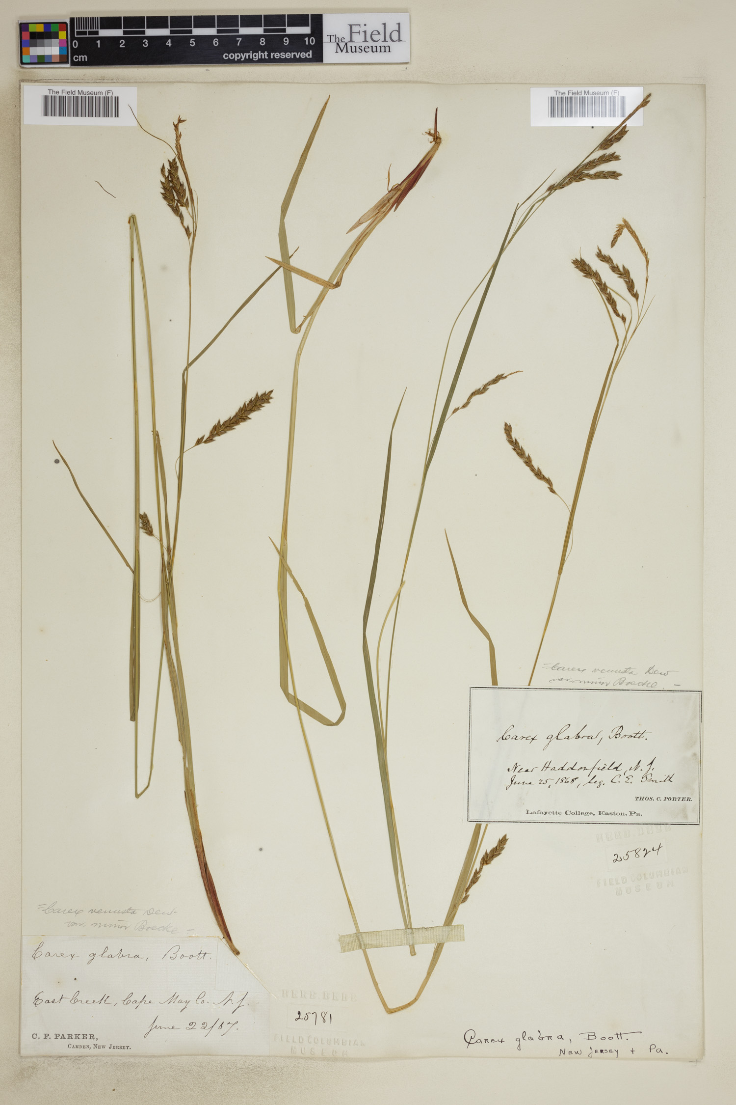 Carex venusta image