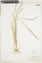Agrostis exarata Trin., U.S.A., A. A. Heller 6848, F