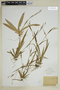 Carex platyphylla image