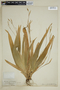 Carex platyphylla image