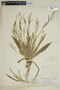 Carex platyphylla image