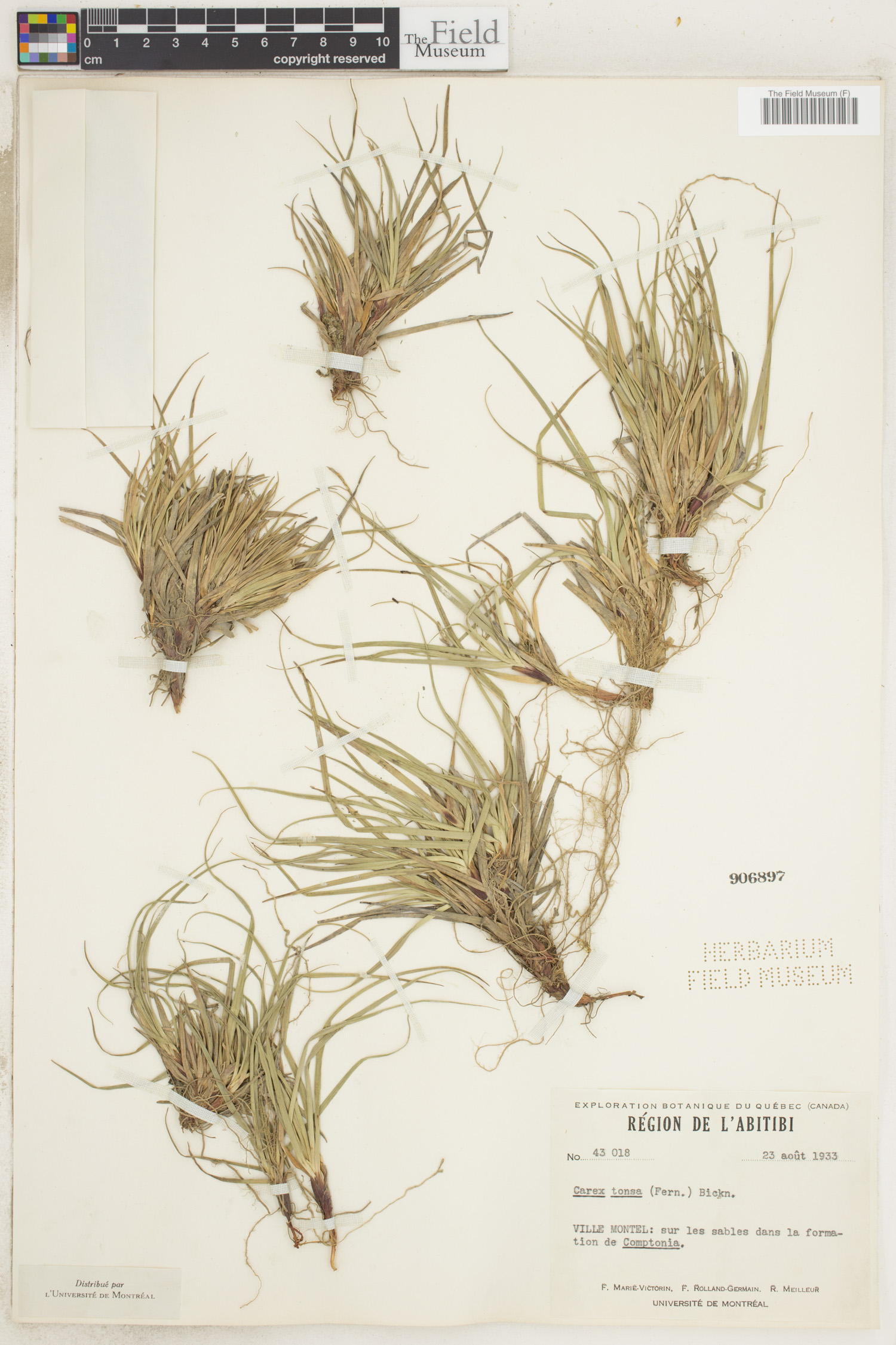 Carex tonsa image