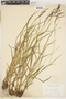 Carex torta image
