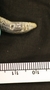 FMNH 199916