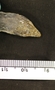 FMNH 199919