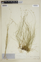 Carex trisperma image