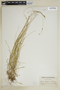 Carex trisperma image