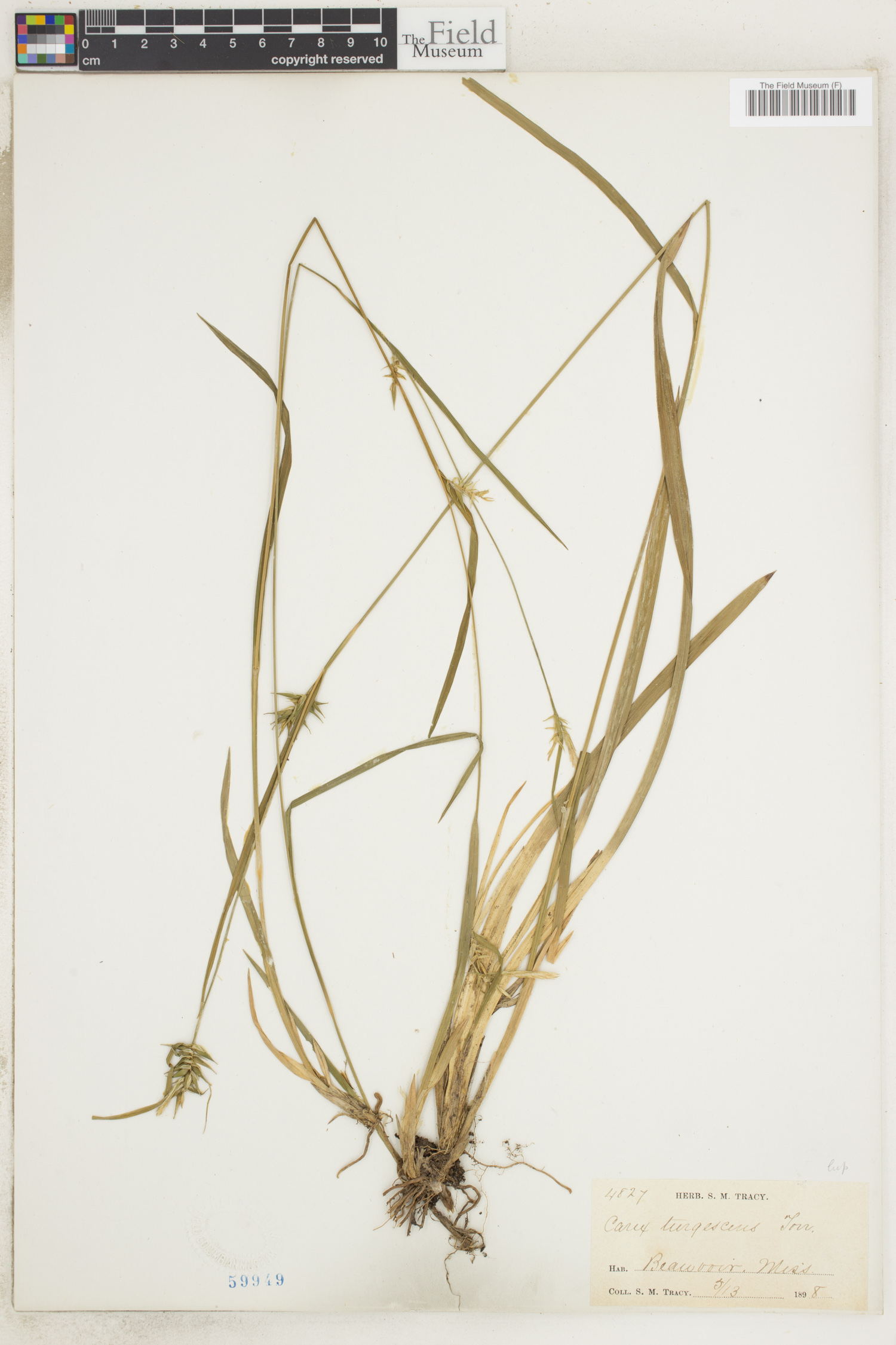 Carex turgescens image