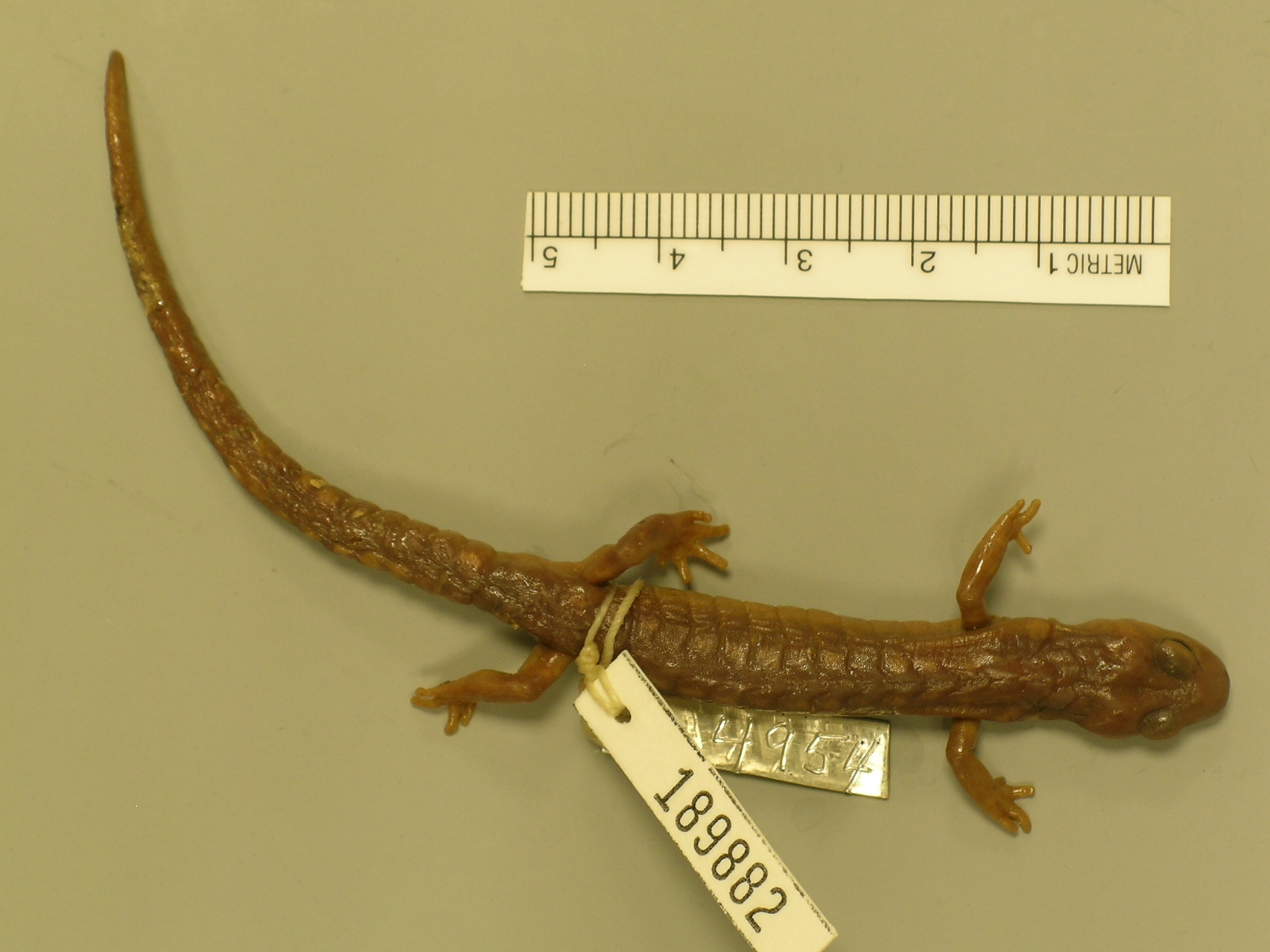 Media Zoological Collections The Field Museum