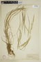 Agrostis capillaris image