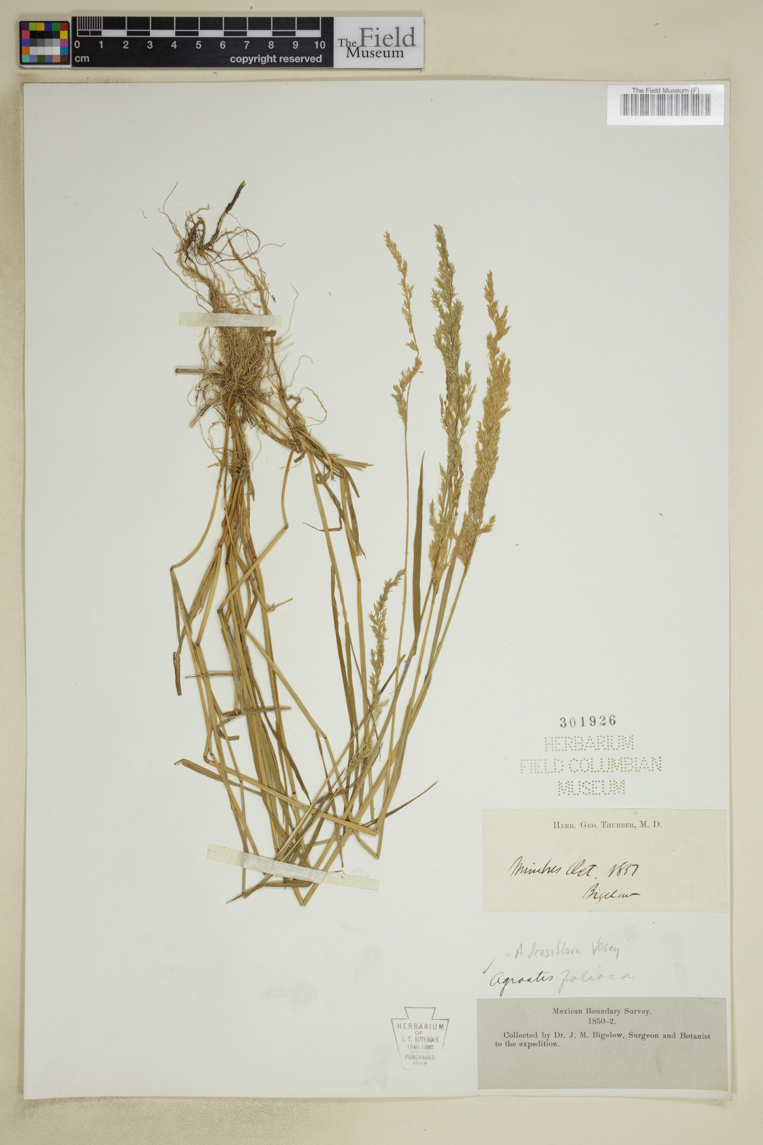 Agrostis densiflora image