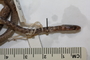 FMNH 171133