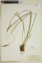 Carex spectabilis Dewey, U.S.A., A. A. Heller 7122, F