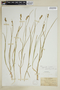 Carex spicata image