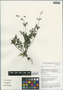 Hydrangea aspera D. Don, China, D. E. Boufford 27176, F