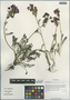 Pedicularis rhinanthoides Schrenk ex Fisch. & C. A. Mey., China, D. E. Boufford 40120, F