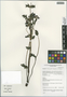 Cynanchum inamoenum (Maxim.) Loes., China, D. E. Boufford 32881, F