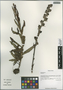 Pedicularis L., China, 214, F