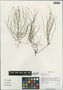 Equisetum arvense L., China, D. E. Boufford 32513, F