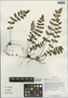 Gymnopteris vestita (Hook.) Underw., China, D. E. Boufford 38779, F