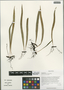 Lepisorus contortus (Christ) Ching, China, D. E. Boufford 30529, F