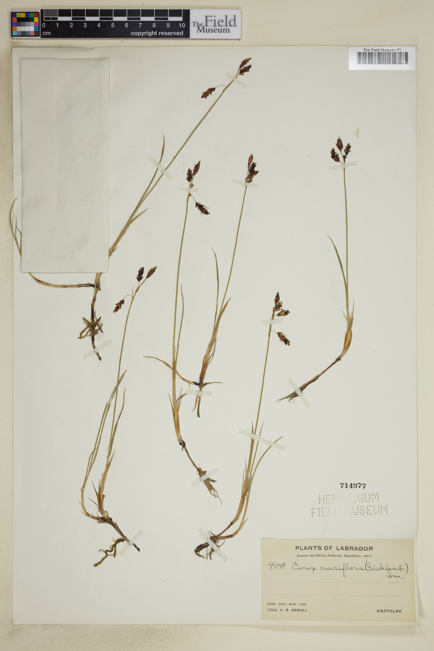 Carex rariflora image