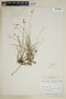 Carex rariflora image