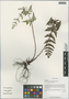 Aleuritopteris anceps (Blanf.) Panigrahi, China, D. E. Boufford 33027, F