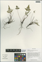 Aleuritopteris argentea (S. G. Gmel.) Fée subsp. argentea, China, D. E. Boufford 30489, F