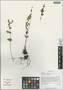 Aleuritopteris kuhnii (Milde) Ching, China, D. E. Boufford 30525, F