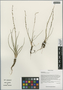 Triglochin palustris L., China, D. E. Boufford 39147, F