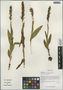 Gymnadenia conopsea (L.) R. Br., China, D. E. Boufford 36469, F