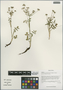 Chamaesium spatuliferum (W. W. Sm.) C. Norman, China, D. E. Boufford 33377, F