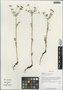 Chamaesium thalictrifolium H. Wolff, China, D. E. Boufford 34271, F
