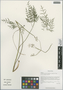Cyclorhiza waltonii (H. Wolff) M. L. Sheh & R. H. Shan, China, D. E. Boufford 33958, F