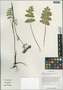 Hymenidium bicolor (Franch.) Pimenov & Kljuykov, China, D. E. Boufford 37413, F