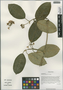Marsdenia oreophila W. W. Sm., China, D. E. Boufford 33030, F