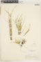 Carex rossii image
