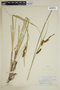 Carex rostrata image